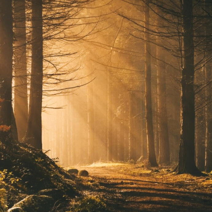 Day In The Woods